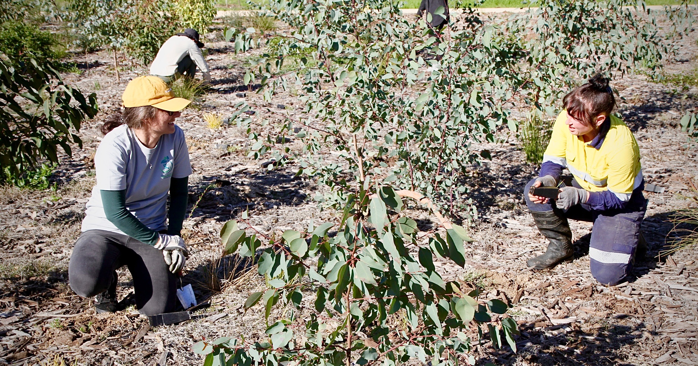 Volunteers planting near established trees at Garvey Park
