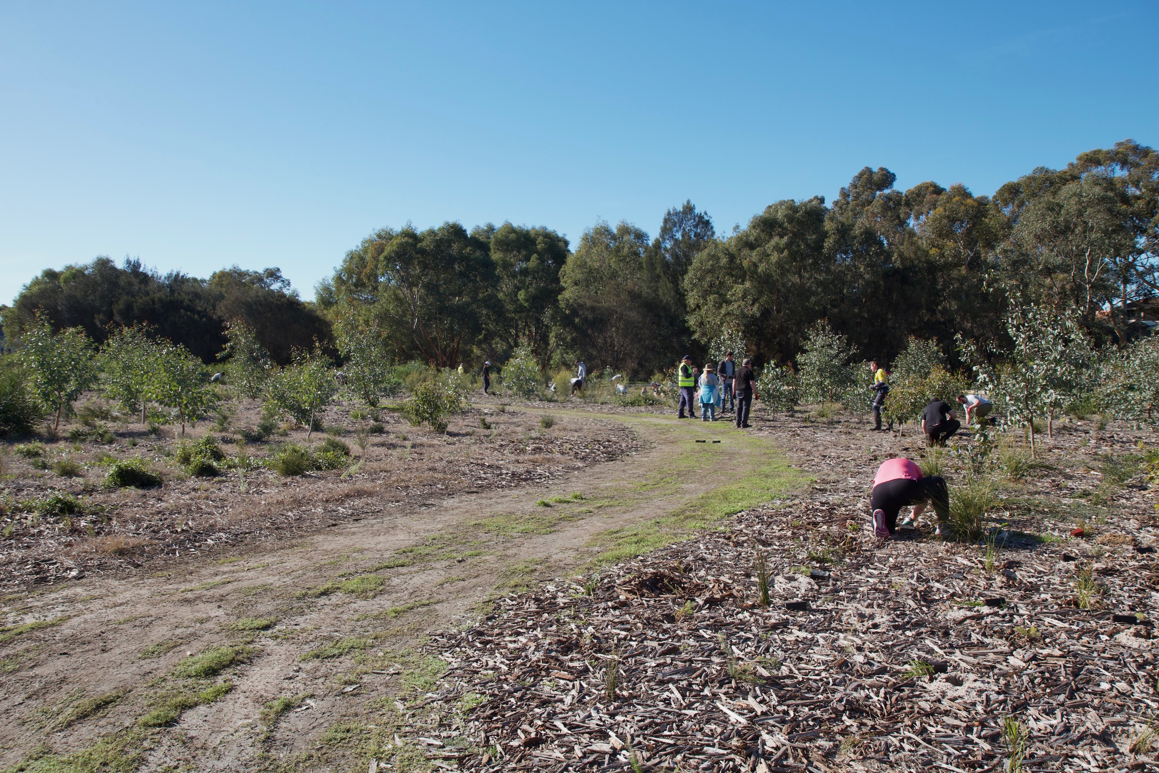 Community members planting native species during the green-up