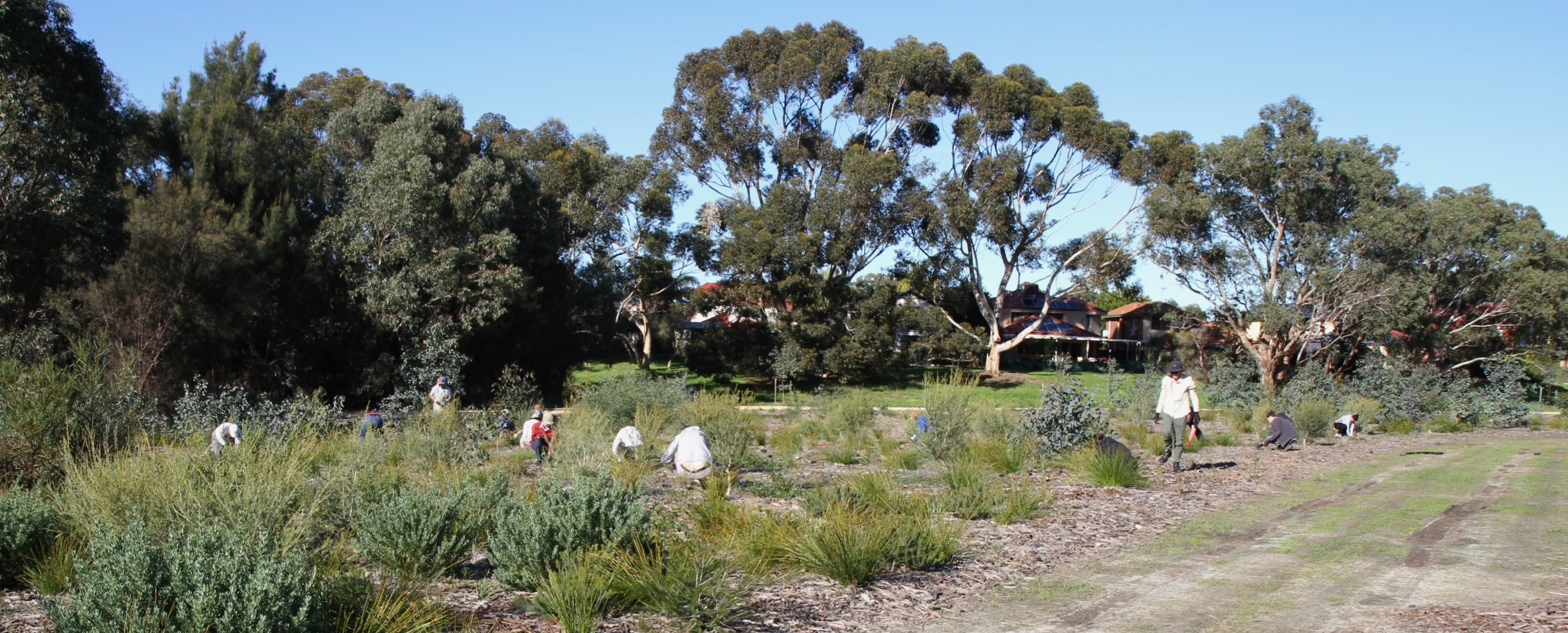 Panorama view of volunteers working across the Garvey Park site
