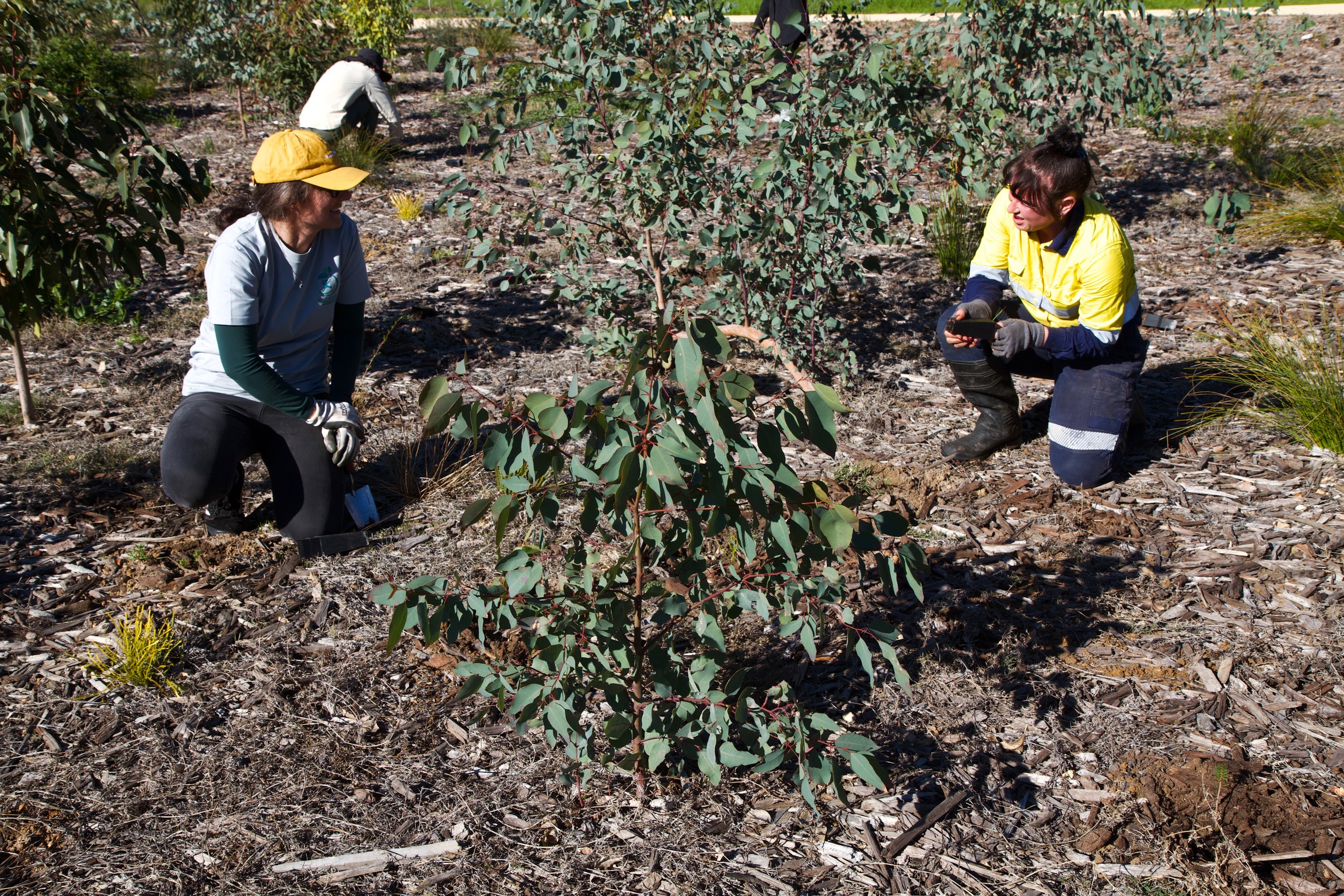 Community planting action at Garvey Park foreshore