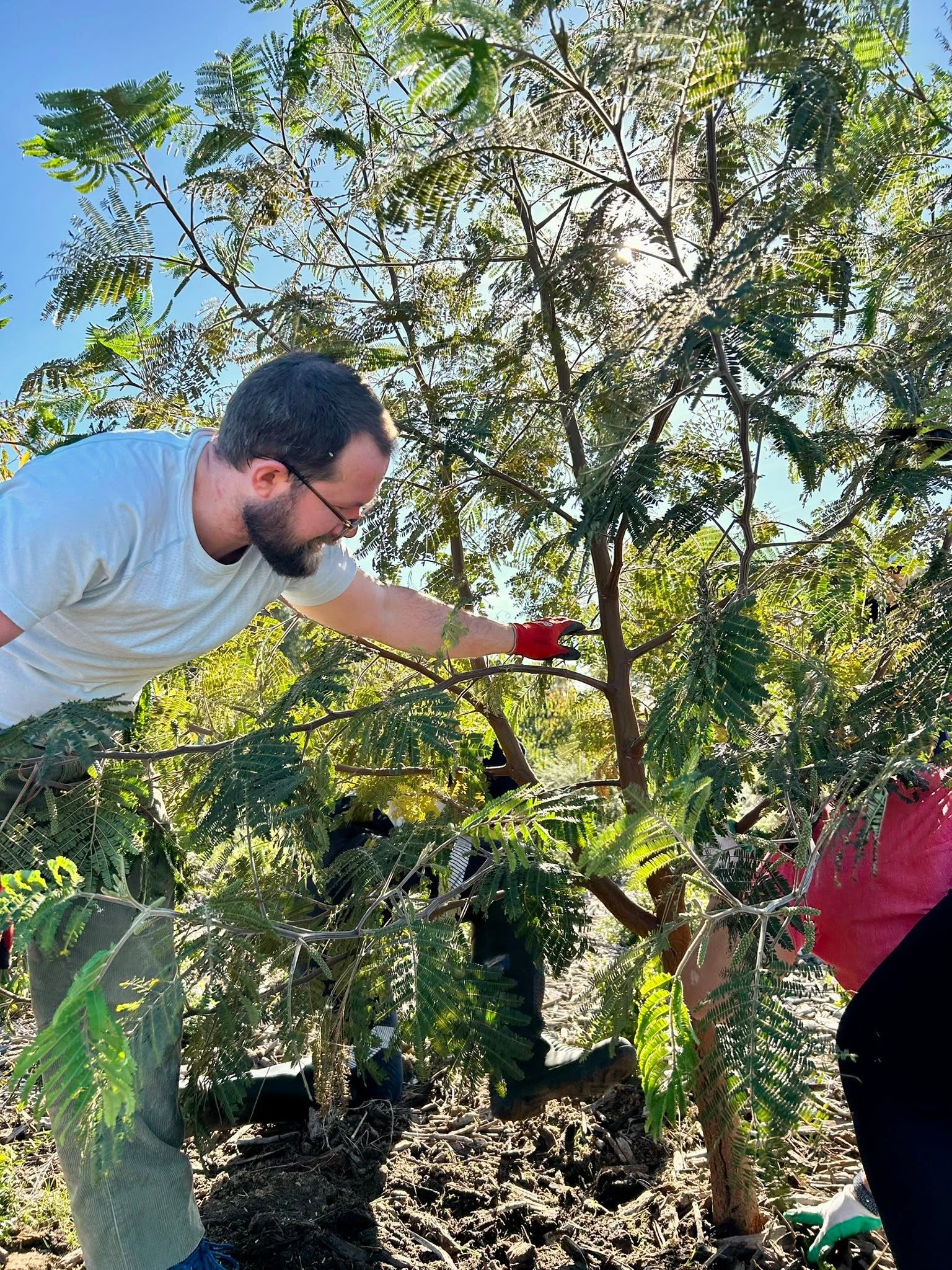 Volunteers planting during the Garvey Park tree-up