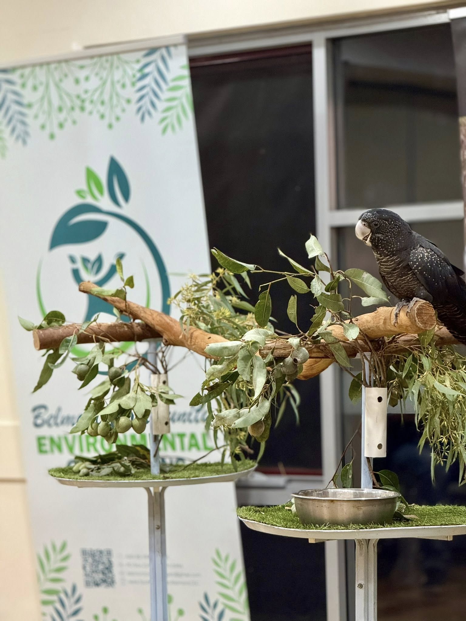 Black cockatoo at a BCEC Go Nuts event display