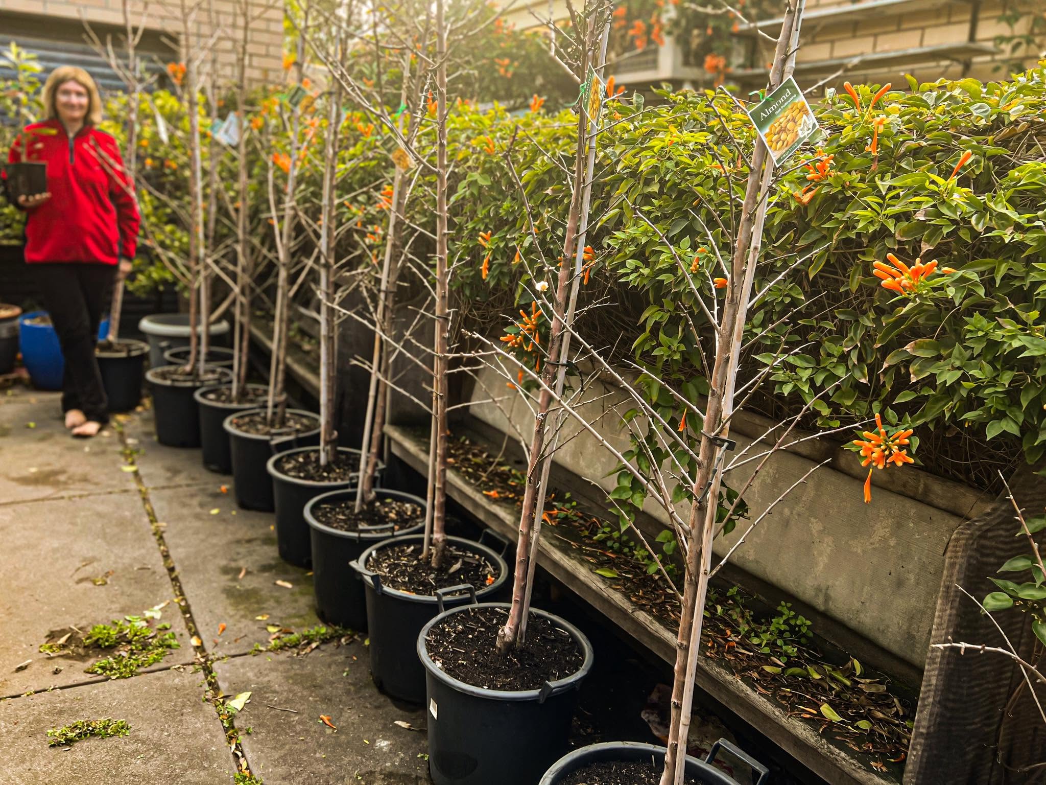 Residents collecting Go Nuts trees for planting at home